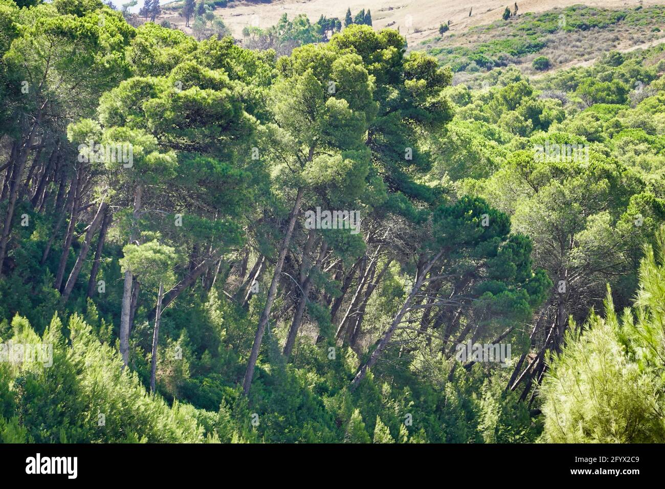 An aerial view of green dense trees in the forest - green environment ...