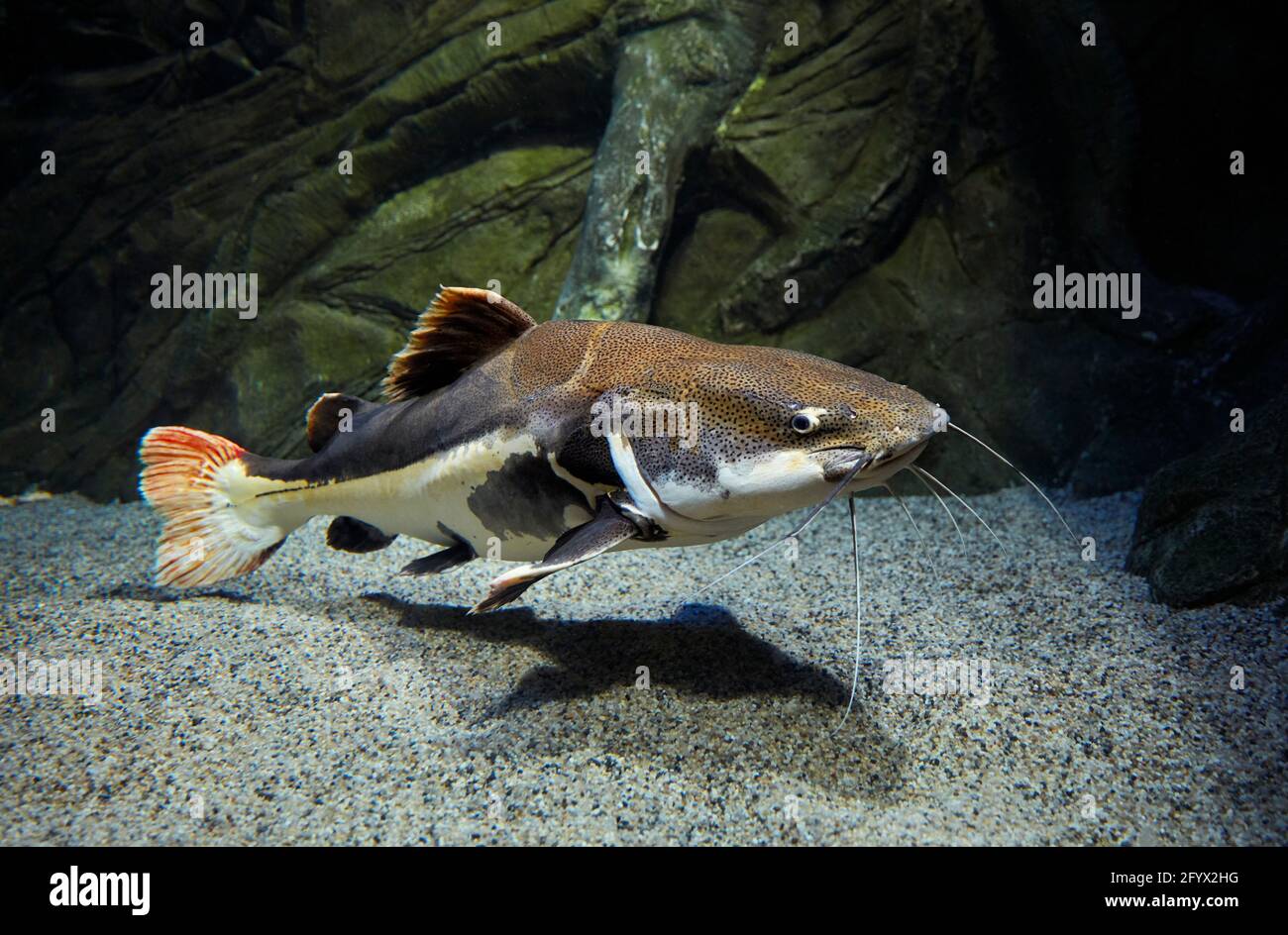 Large redtail catfish (Phractocephalus hemioliopterus) swims in aquarium. RIO Oceanarium, Moscow, Russia. Stock Photo