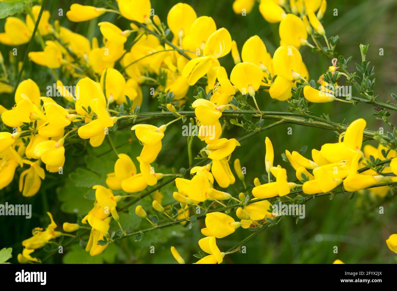 Cytisus scoparius common broom shrub with yellow flowers closeup selective focus Stock Photo