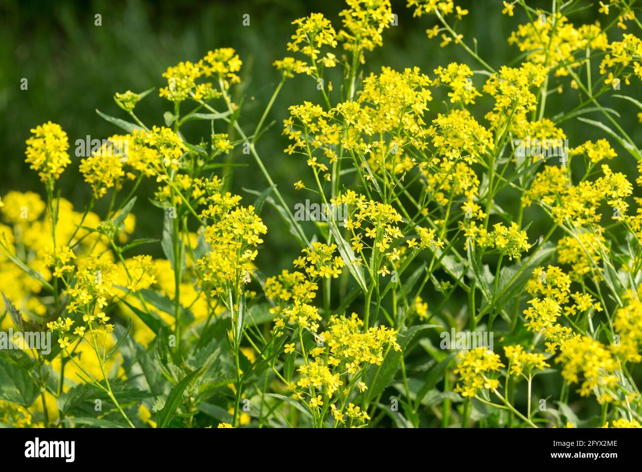 Bunias orientalis, Turkish wartycabbage spring yellow flowers closeup selective focus Stock Photo