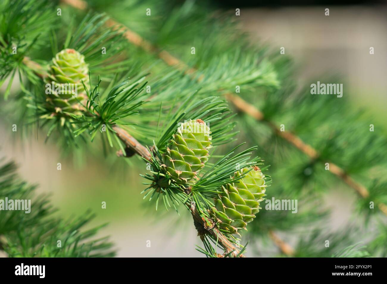 branches with green cones of larch tree Larix decidua Pendula closeup selective focus Stock Photo