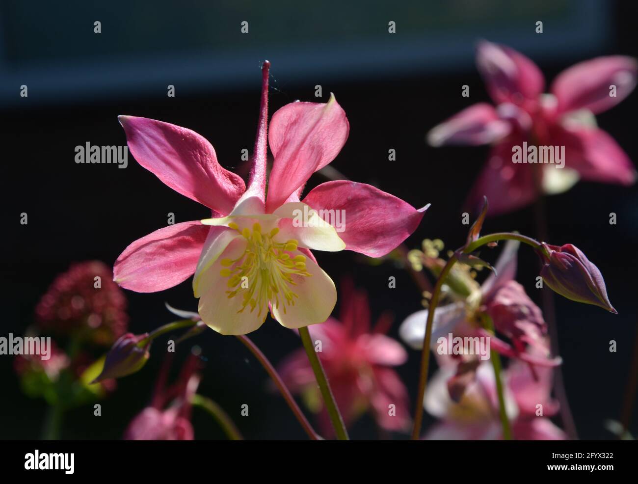 Buttercup UK, Purely beautiful and peaceful floral space Stock Photo