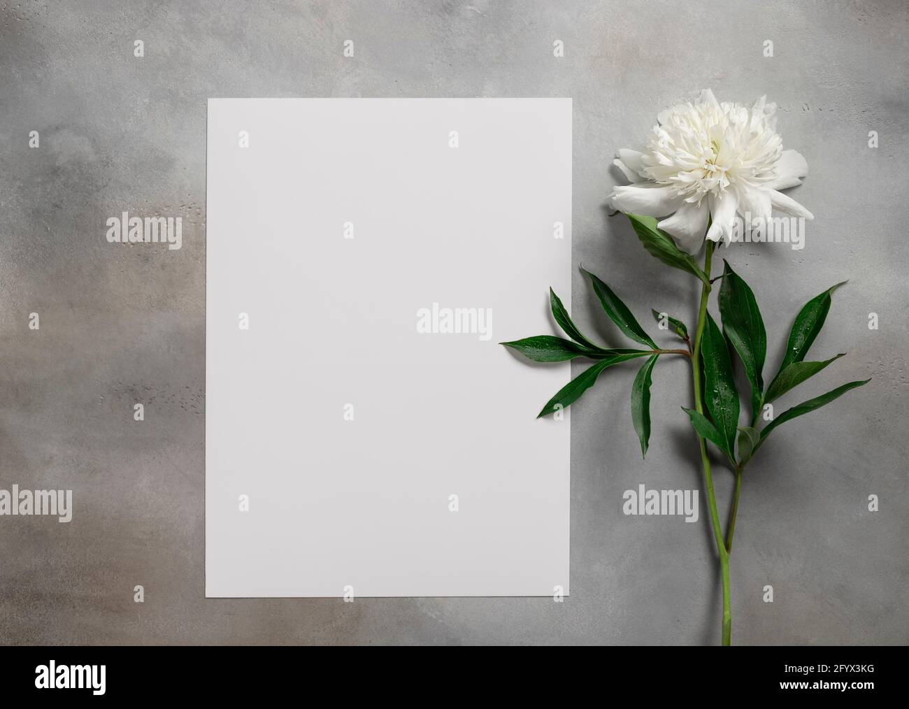 Minimalistic card mockup with white peony. Blank frame for text. Gray background. flat lay Stock Photo