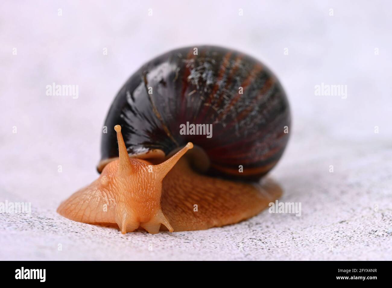 African snail. Beautiful detail of terrestrial snail - terrarium animal. (Achatina  Achatina Stock Photo - Alamy