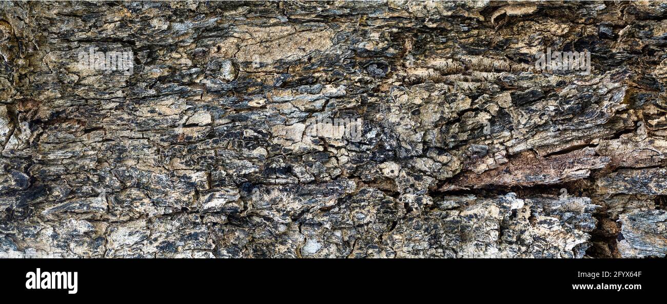 high resolution of bark texture, panorama photo for high resolution texture Stock Photo