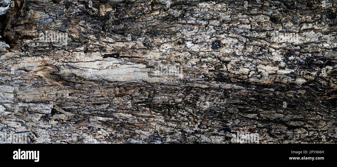 high resolution of bark texture, panorama photo for high resolution texture Stock Photo