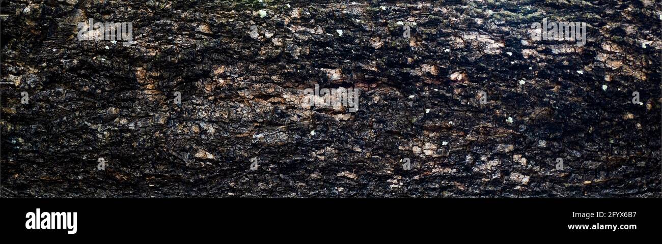 high resolution of bark texture, panorama photo for high resolution texture Stock Photo