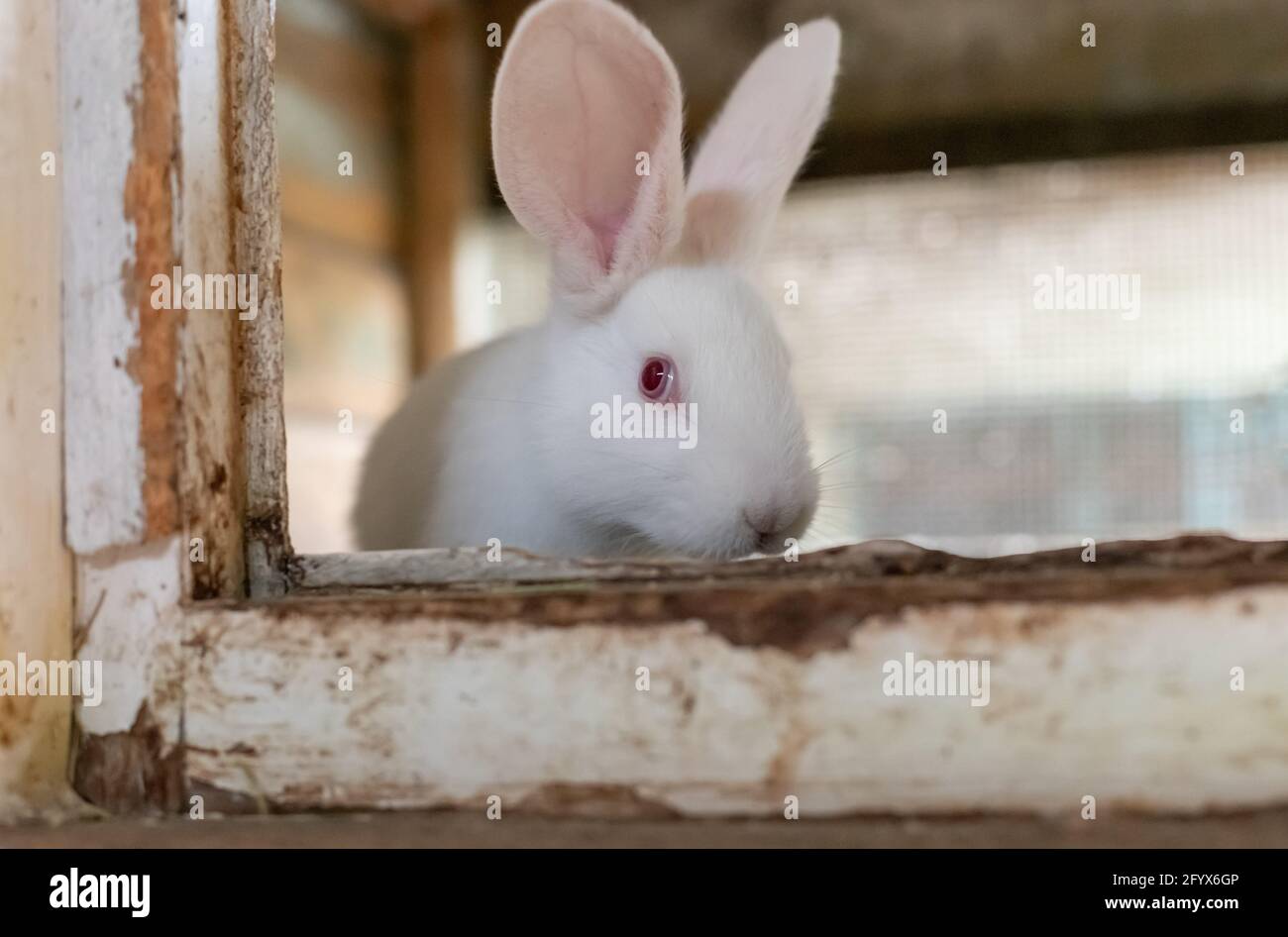 Wooden cage hires stock photography and images Alamy