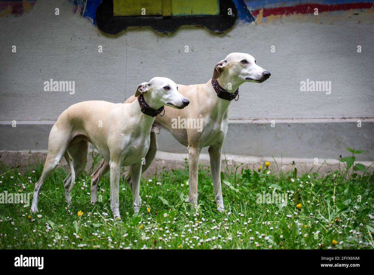 Two Whippets Stock Photo