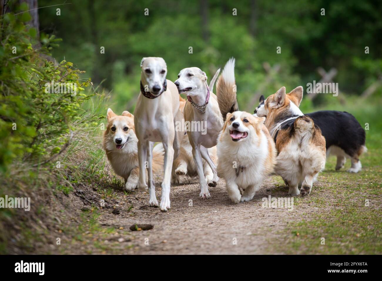 Welsh Corgi Pembroke & Whippet dogs playing Stock Photo