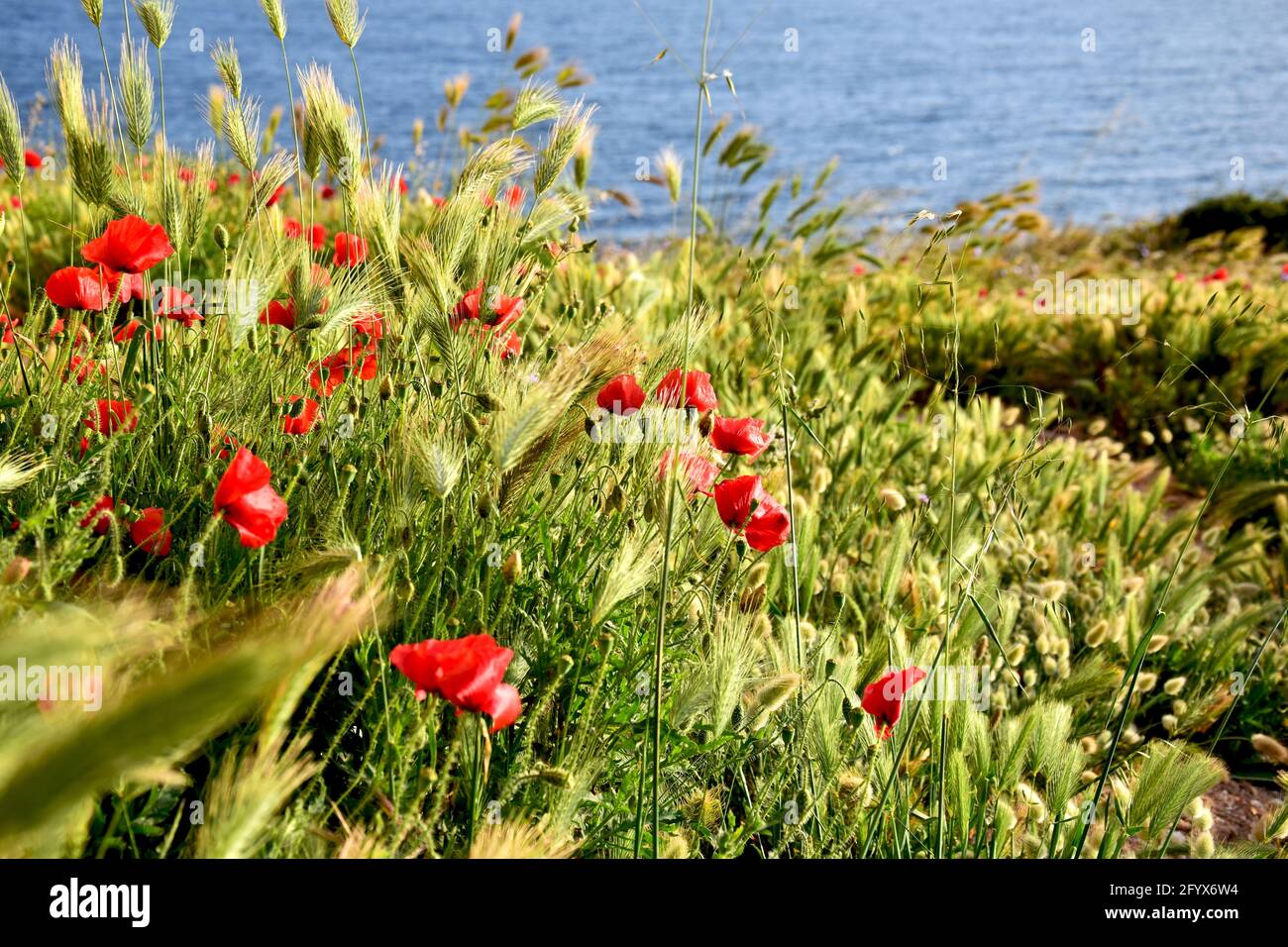 Poppies in the field over the sea. Stock Photo