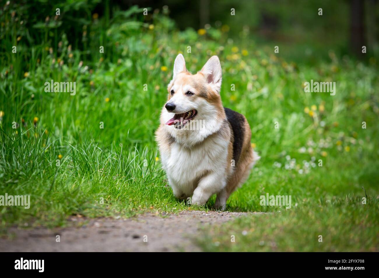 Welsh Corgi Pembroke running Stock Photo - Alamy