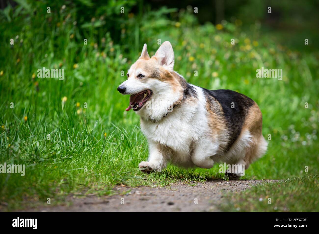 Welsh Corgi Pembroke running Stock Photo