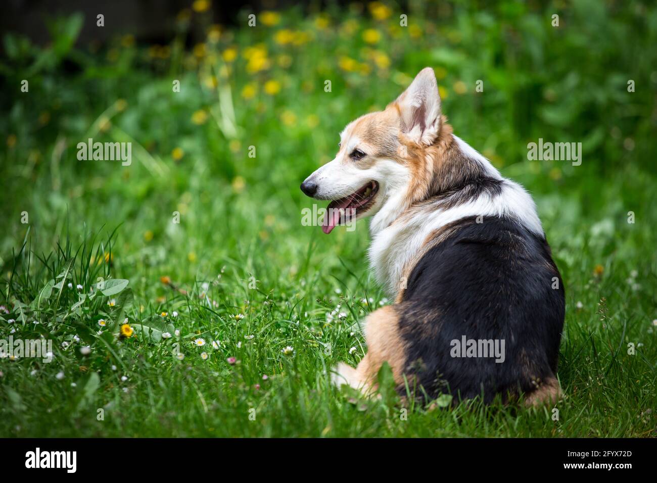 Welsh Corgi Pembroke Stock Photo
