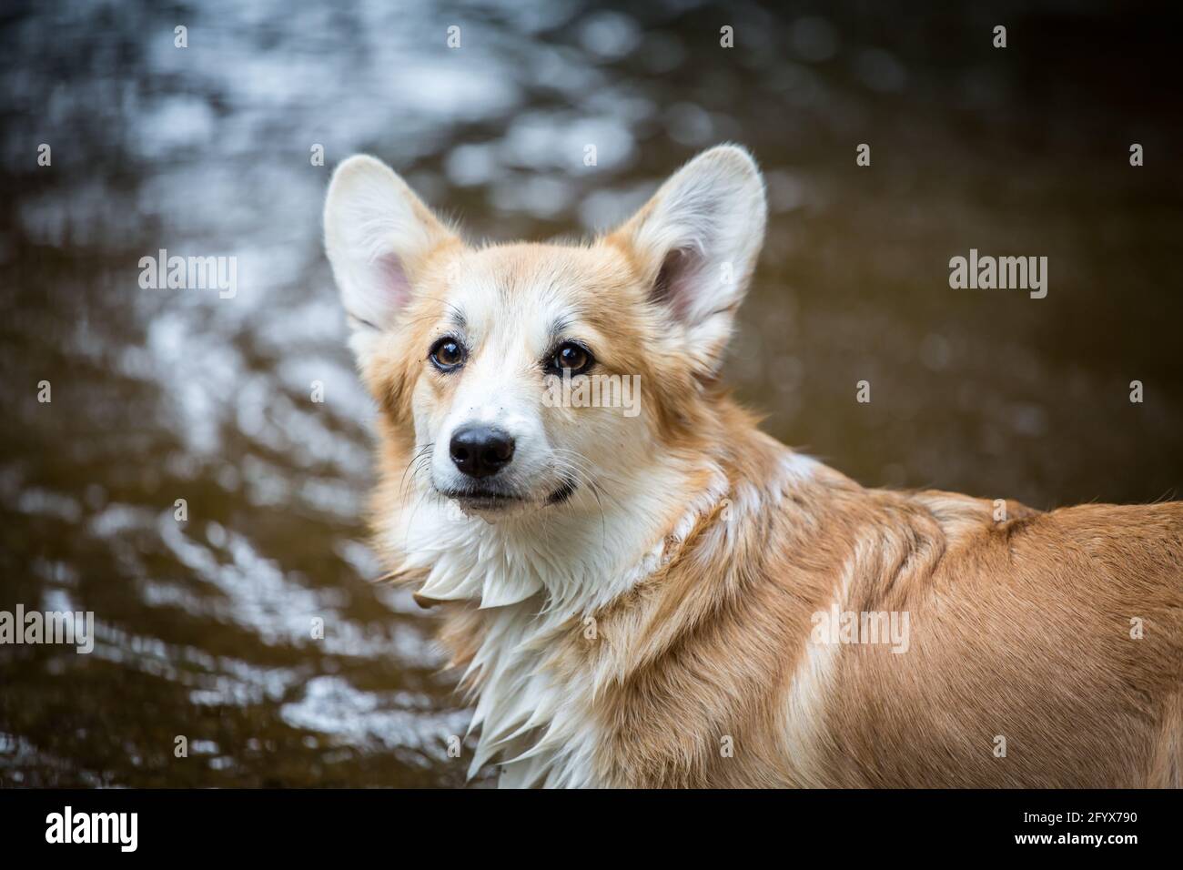 are corgis water dogs