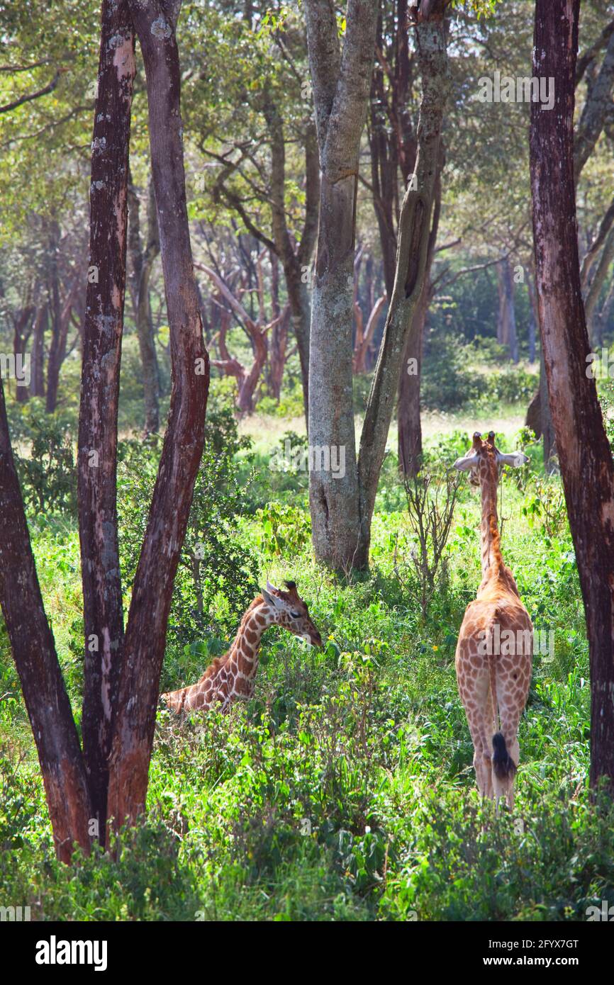 Wild giraffe in the african bush, Namibia Stock Photo - Alamy