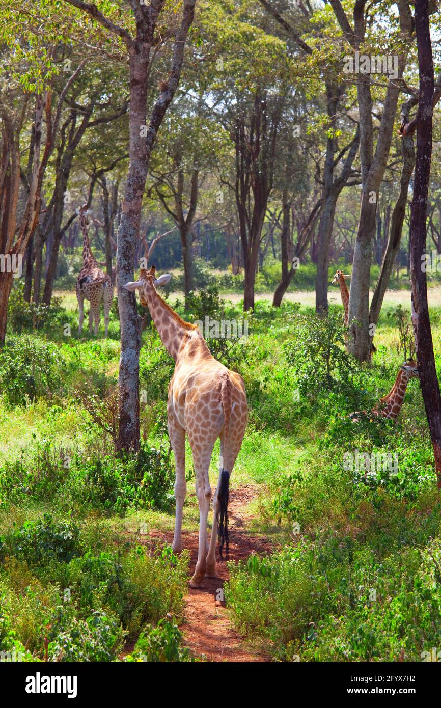 Wild giraffe in the african bush, Namibia Stock Photo - Alamy