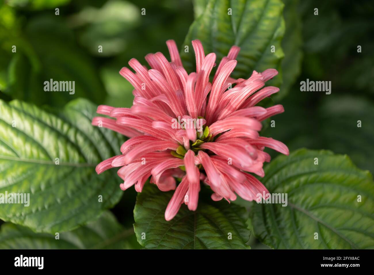 Justicia carnea or Brazilian Plume flower (Flamingo Flower, Jacobinia), family: Acanthaceae, region: Brazil Stock Photo