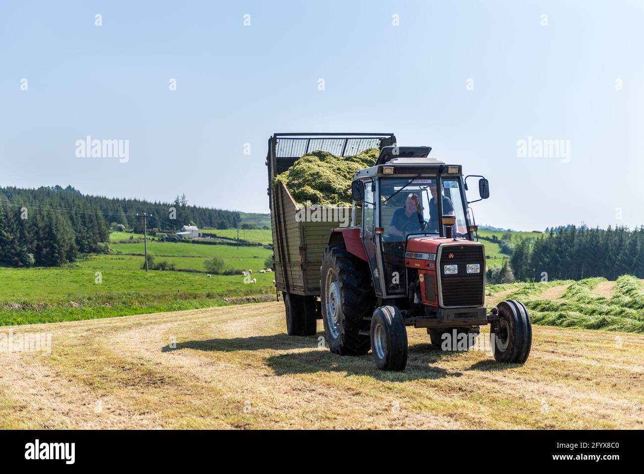 Drinagh, West Cork, Ireland. 30th May, 2021. On a very sunny day in West Cork, George Wilson, driving a Massey Ferguson 398, draws silage to the pit on his farm in Drinagh, West Cork. .Credit: AG News/Alamy Live News Stock Photo