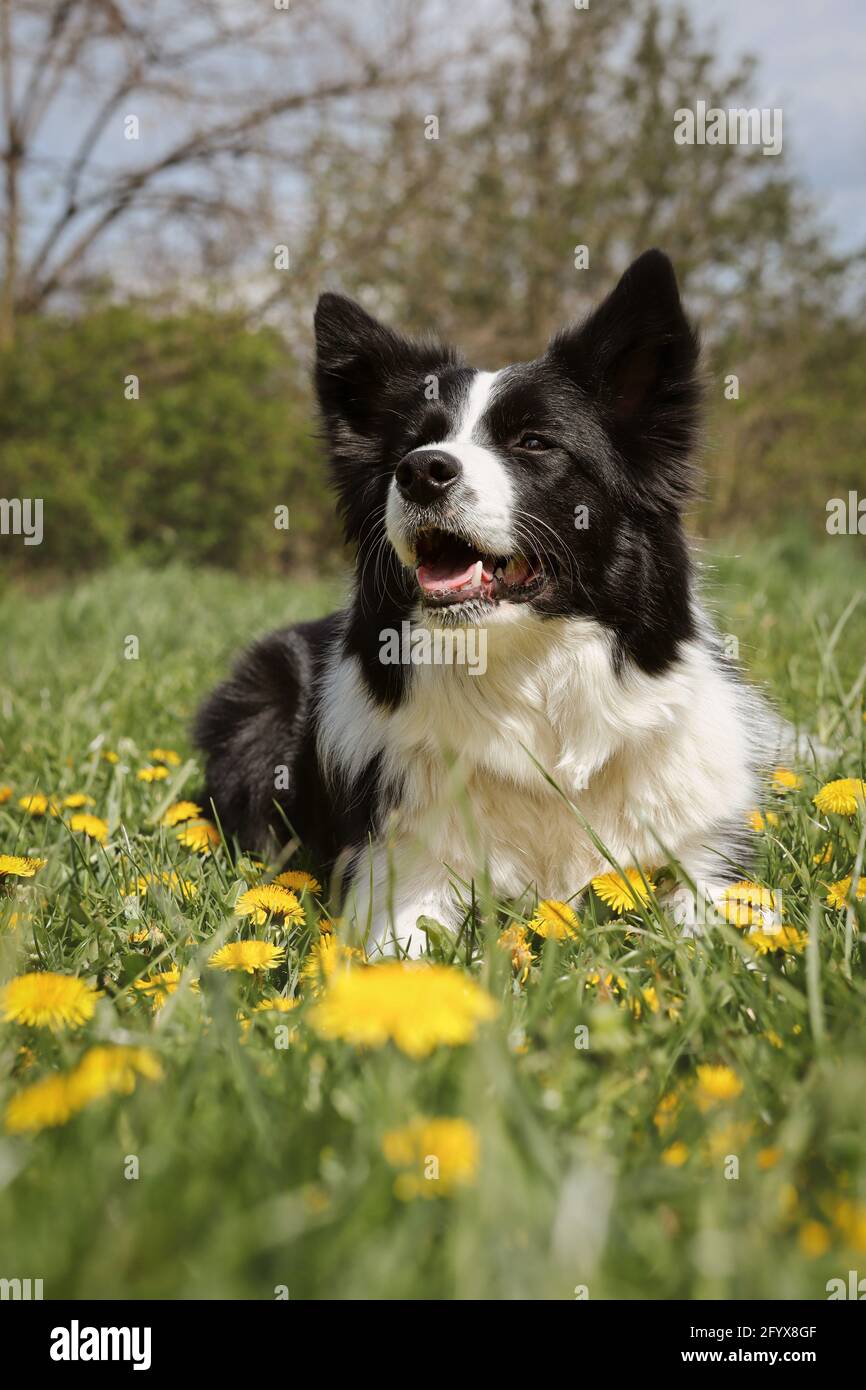 Smiling Border Collie Lies Down in Dandelion Meadow during Sunny Day. Happy Black and White Dog in Spring Nature. Stock Photo