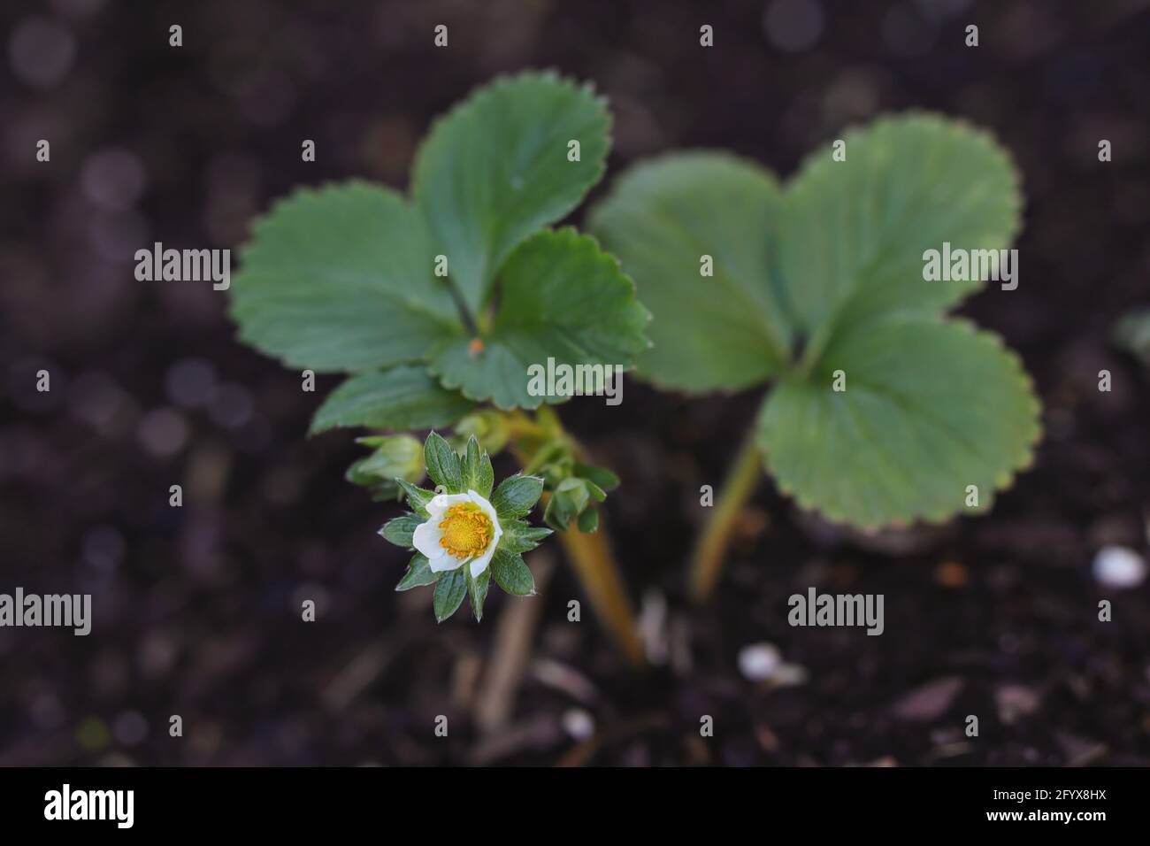 Top-Down Strawberry Flower in Fertile Soil. Growing Garden Strawberry. Fragaria x Ananassa from Above. Stock Photo