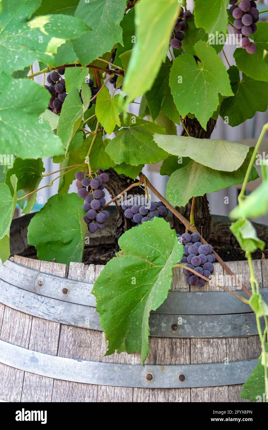 Vine plants hires stock photography and images Alamy
