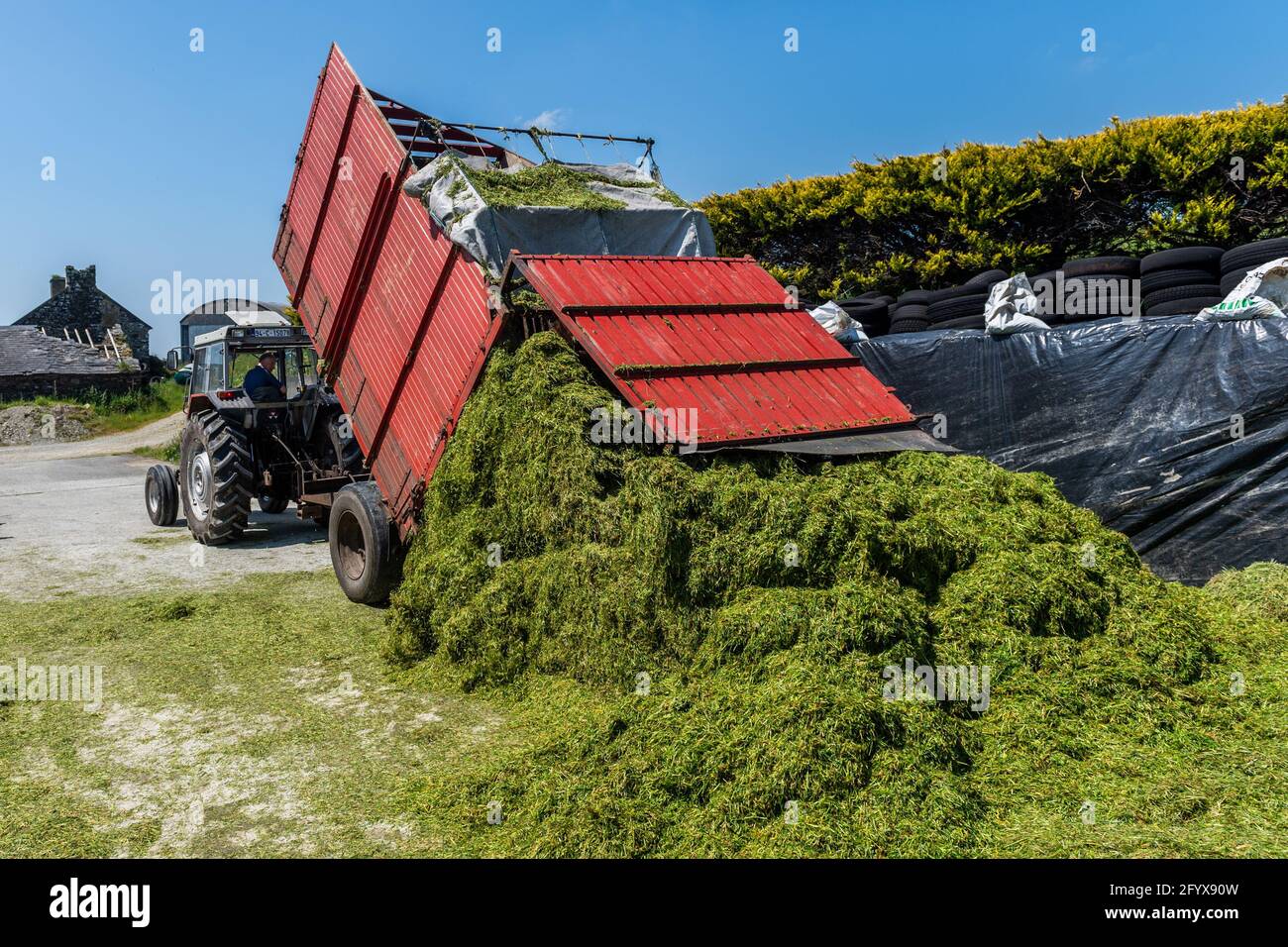 Drinagh, West Cork, Ireland. 30th May, 2021. On a very sunny day in West  Cork, George Wilson, driving a Massey Ferguson 398, draws silage to the pit  on his farm in Drinagh,