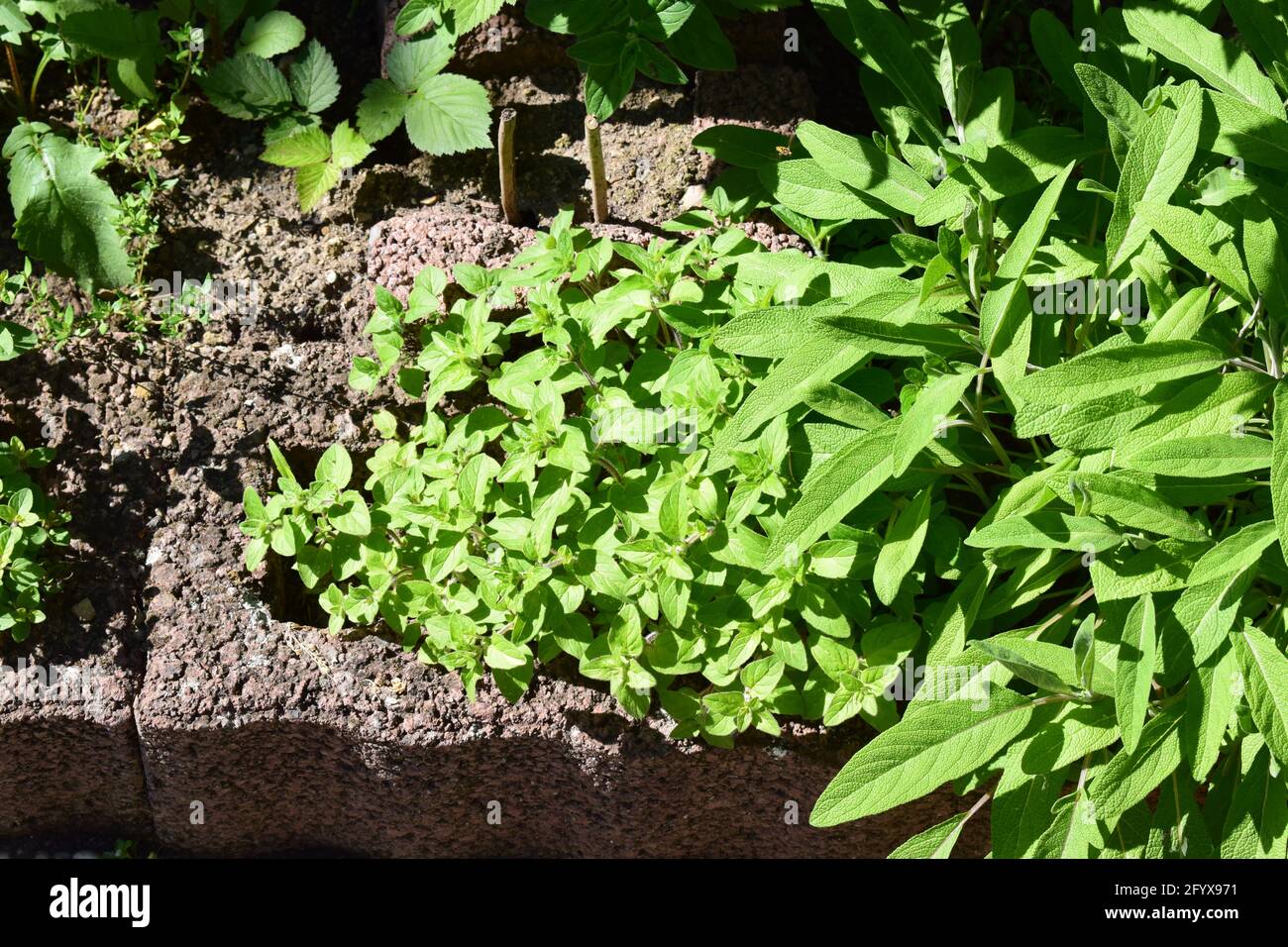 oregano and sage Stock Photo Alamy