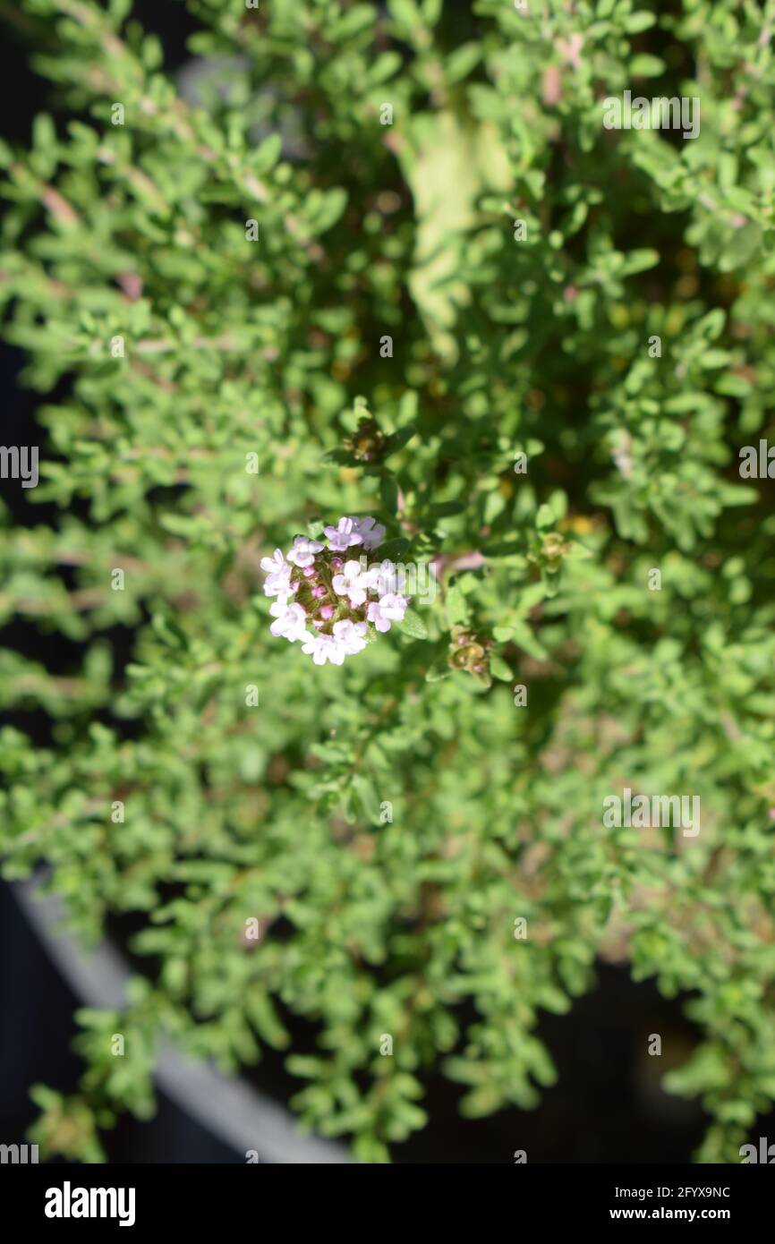 Thyme Stock Photo Alamy