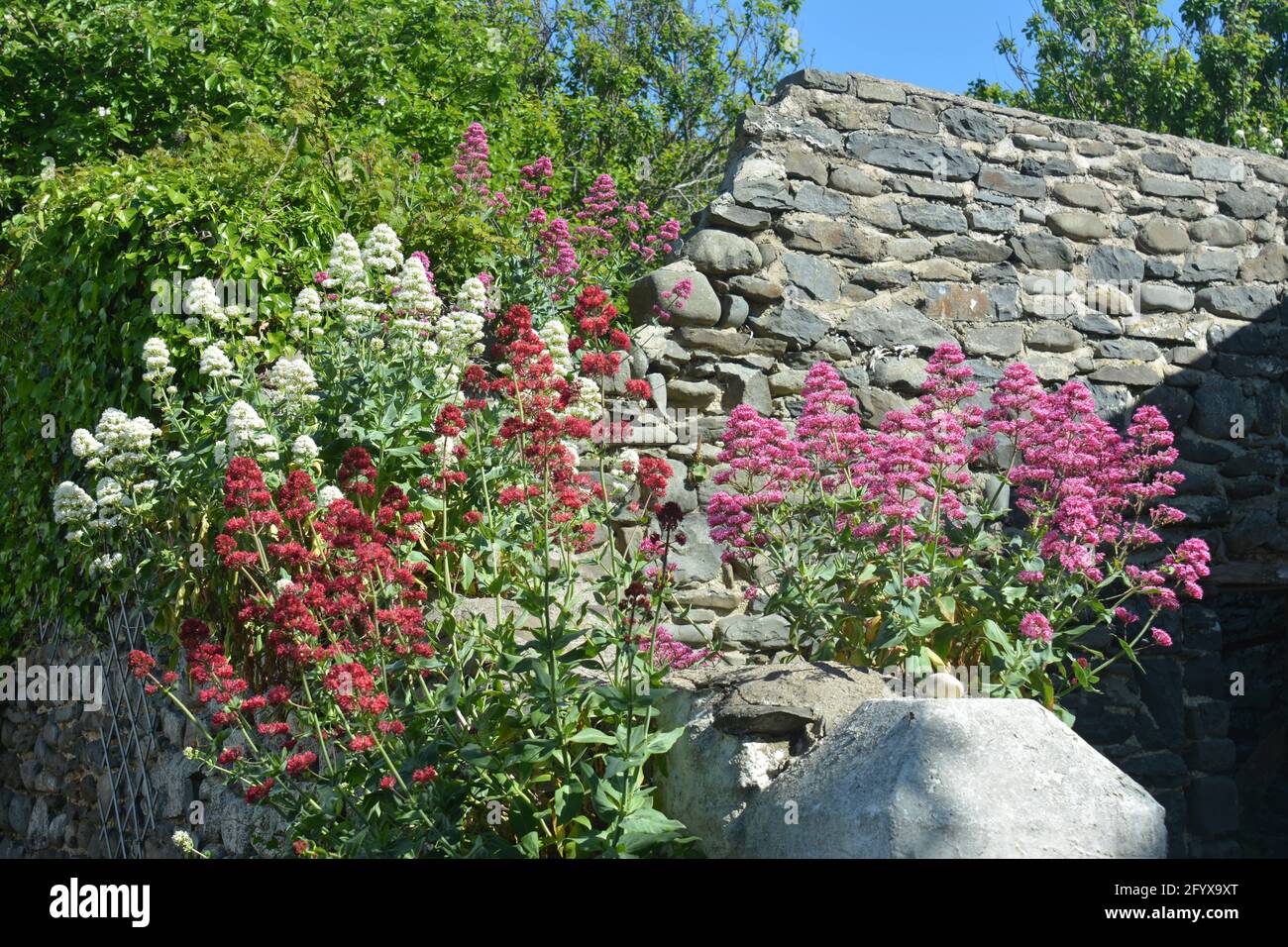 Centranthus Ruber & Alba Growing in a Stone Wall, showing the Three common Colours Stock Photo