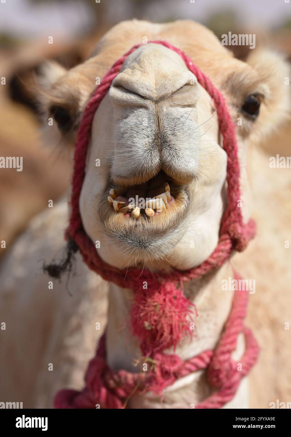 Dodgy teeth hires stock photography and images Alamy