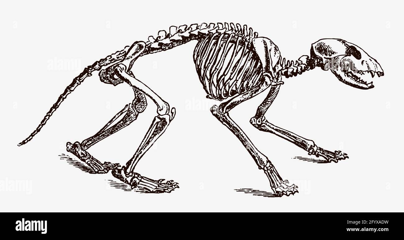 Raccoon procyon lotor skeleton in profile view, after antique engraving ...