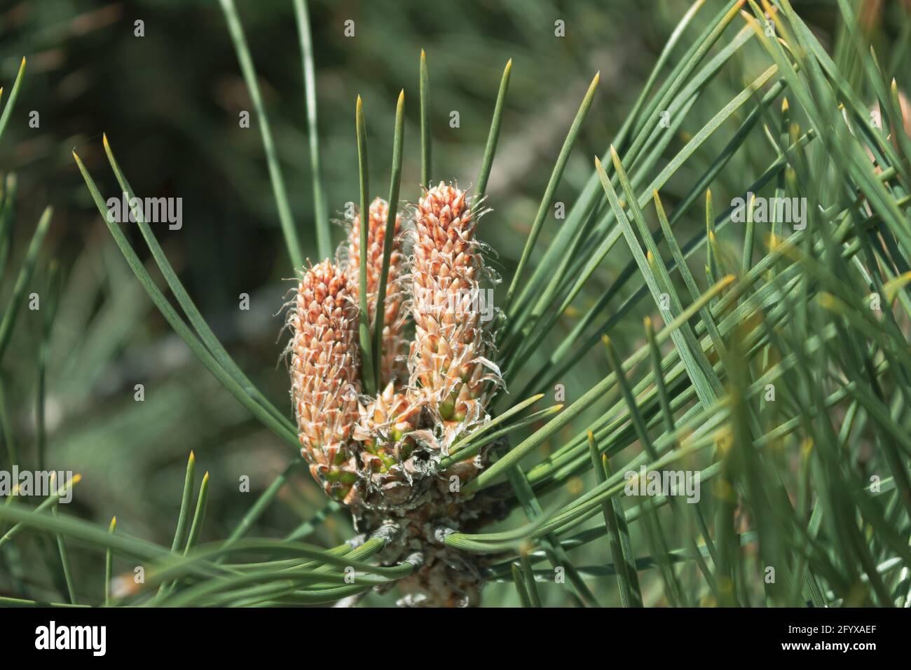 Young inflorescence on a pine branch in the spring. Inflorescence of a fluffy sprout and cones on pine branches. Flowering mediterranean pine Stock Photo