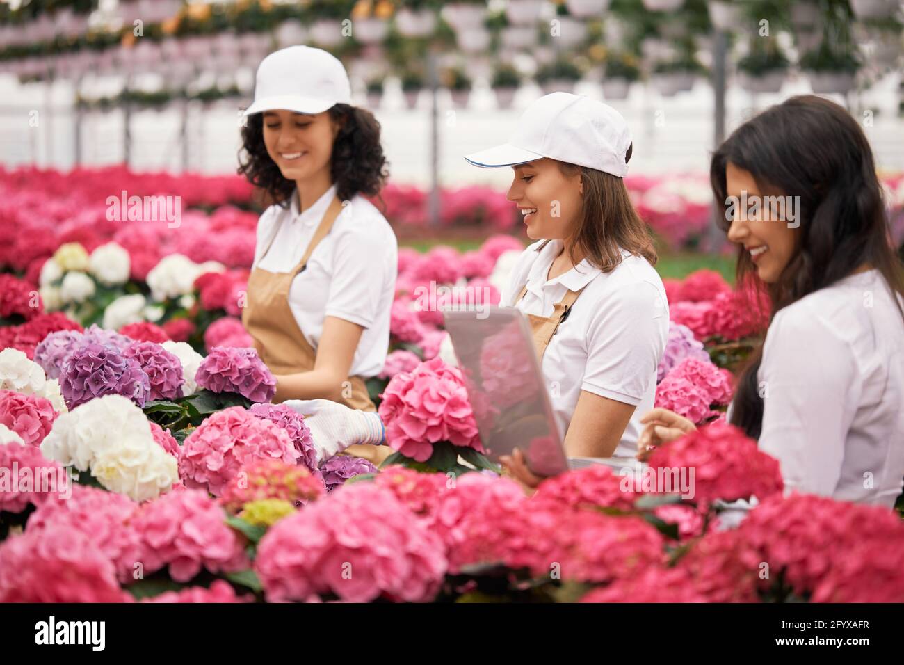 Female manager with laptop standing near two florists that planting colorful hydrangea at greenhouse. Concept of people, technology and gardening.  Stock Photo