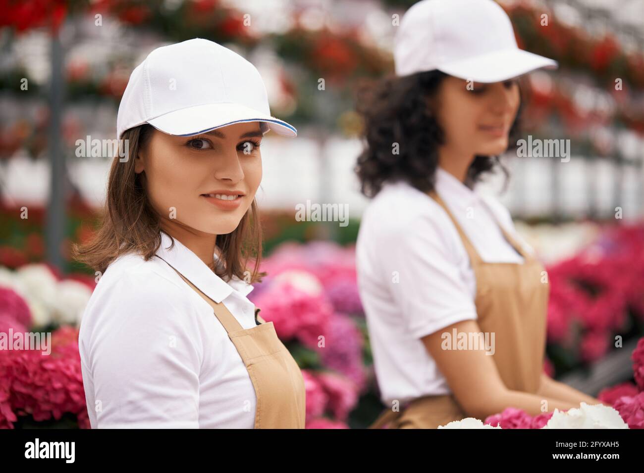Two charming women in uniform planting colorful hydrangea at greenhouse. Female gardeners wearing white cap, beige apron and black gloves. Stock Photo