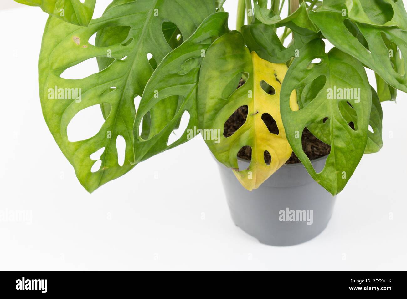 monstera plant with yellow leaves. water or wrong temperature, gardening. Monstera leaf diseases. Stock Photo