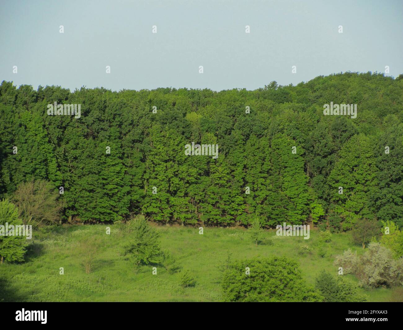 Tree trees green bushes hi-res stock photography and images - Alamy