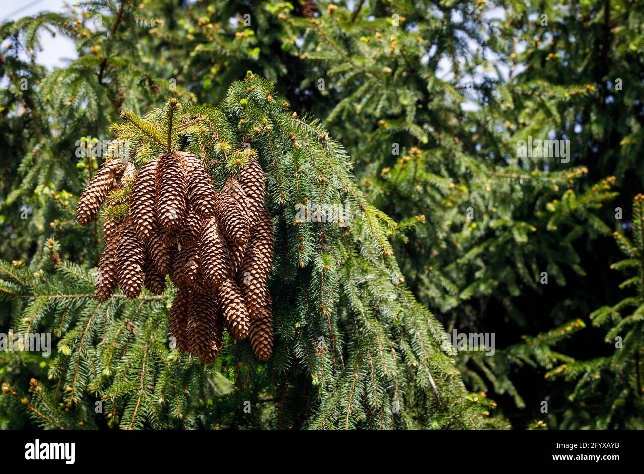 Large cones growing in a cluster on a spruce Stock Photo