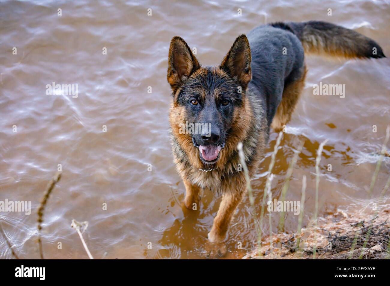 German shepherds hotsell and water
