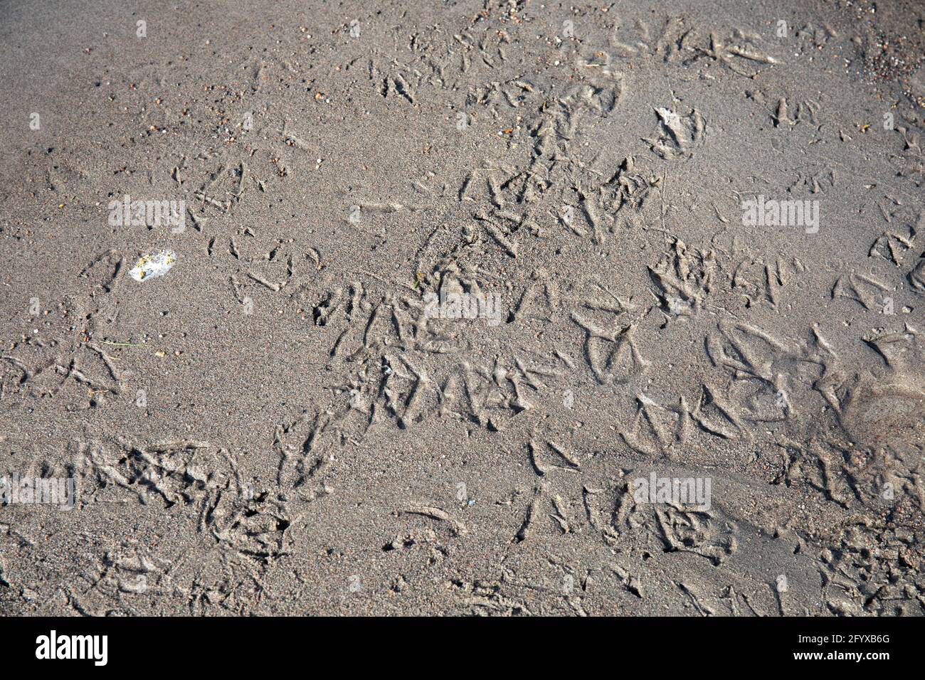 Bird footprints on wet sand Stock Photo