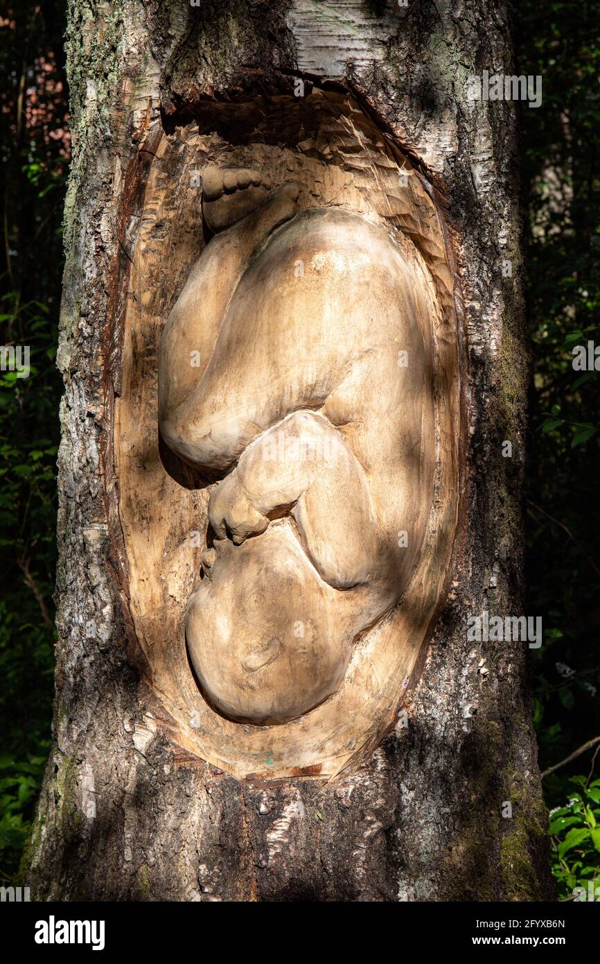 Voima ja herkkyys by Sanna Karlsson-Sutisna. Carved fetus in a birch tree trunk in Keskuspuisto, Helsinki, Finland. Stock Photo