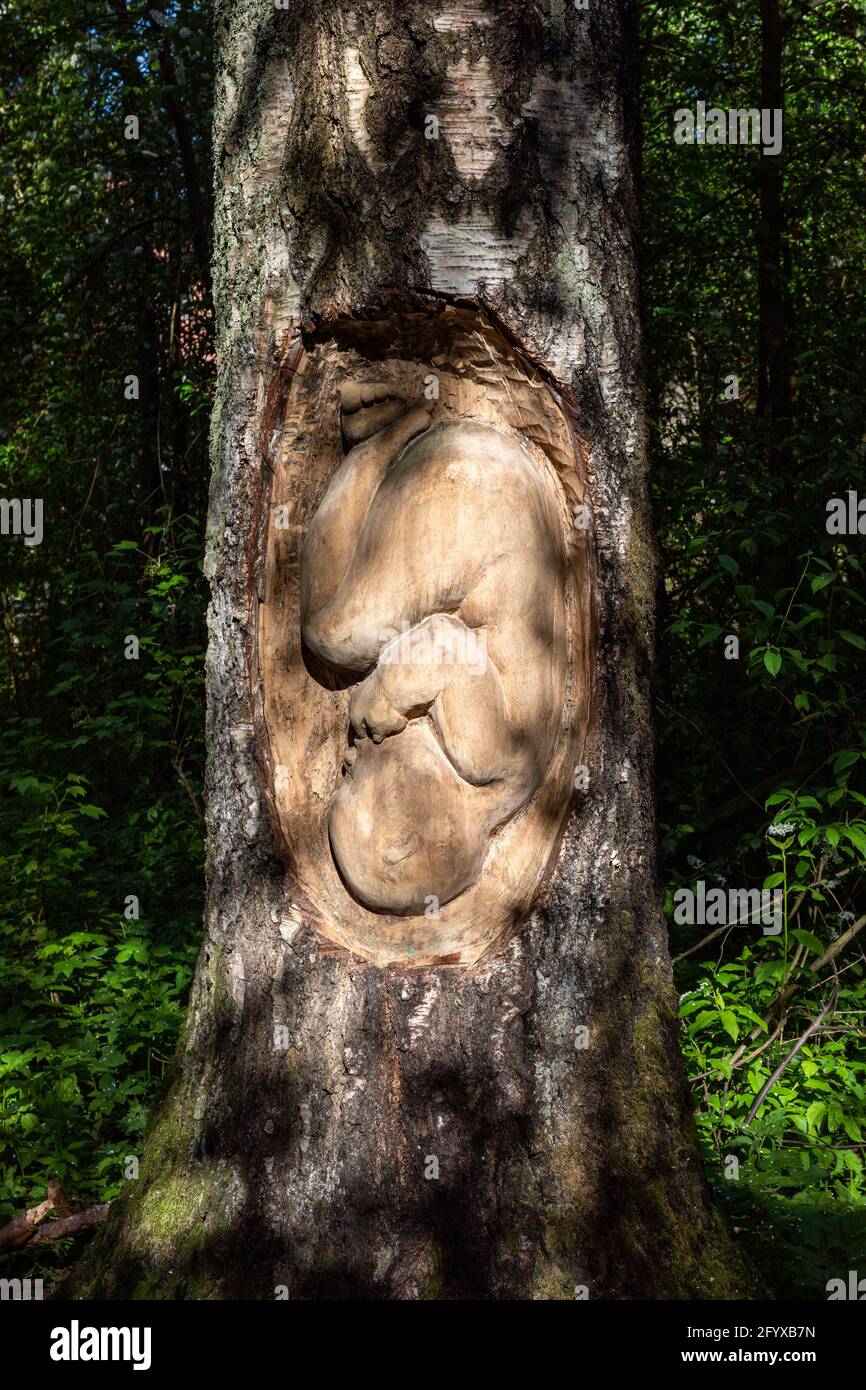 Voima ja herkkyys. Fetus carved in birch tree trunk by Sanna Karlsson-Sutisna in Keskuspuisto, Helsinki, Finland. Stock Photo