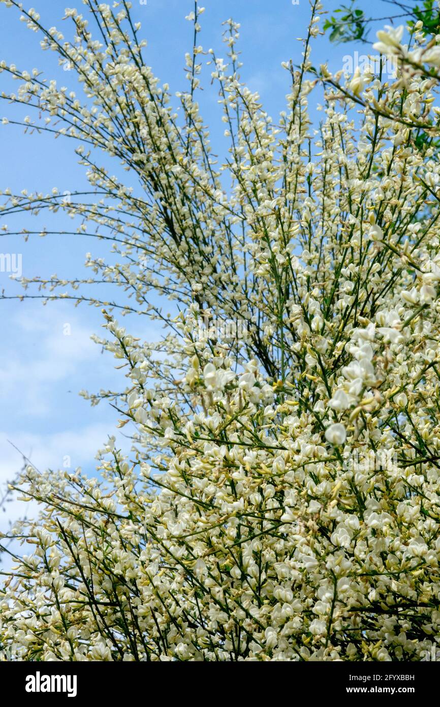Cytisus x praecox Albus Warminster Broom Spring Stock Photo