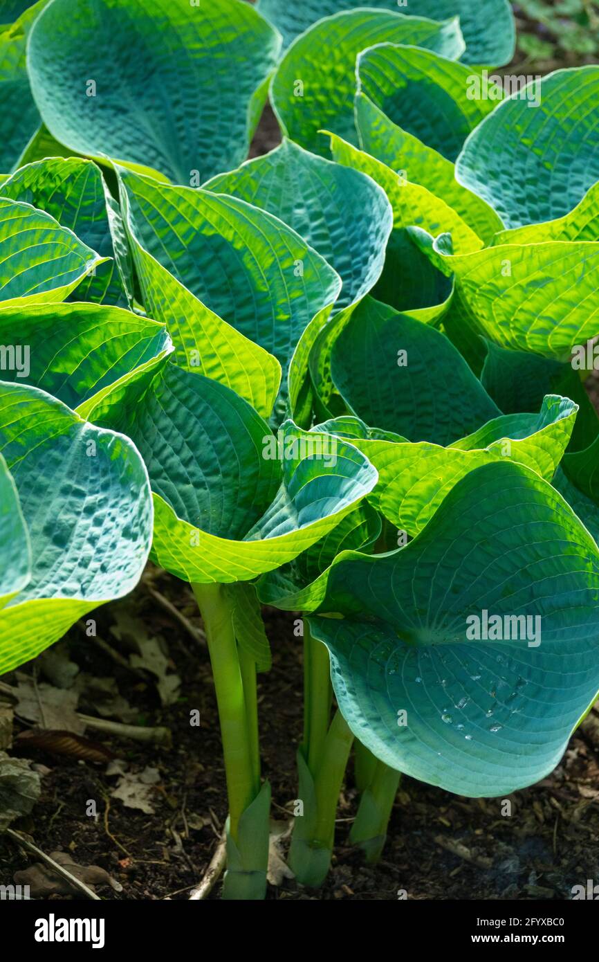 Hosta Lilac Giant Leaves Green Foliage Garden Hostas Spring Stock Photo