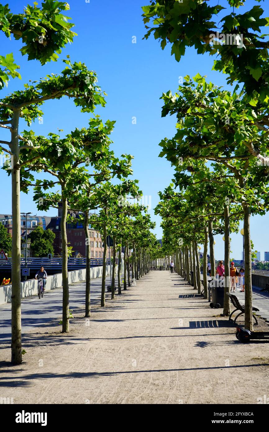 Rhine river promenade in Düsseldorf, Germany, with green plane trees. Stock Photo