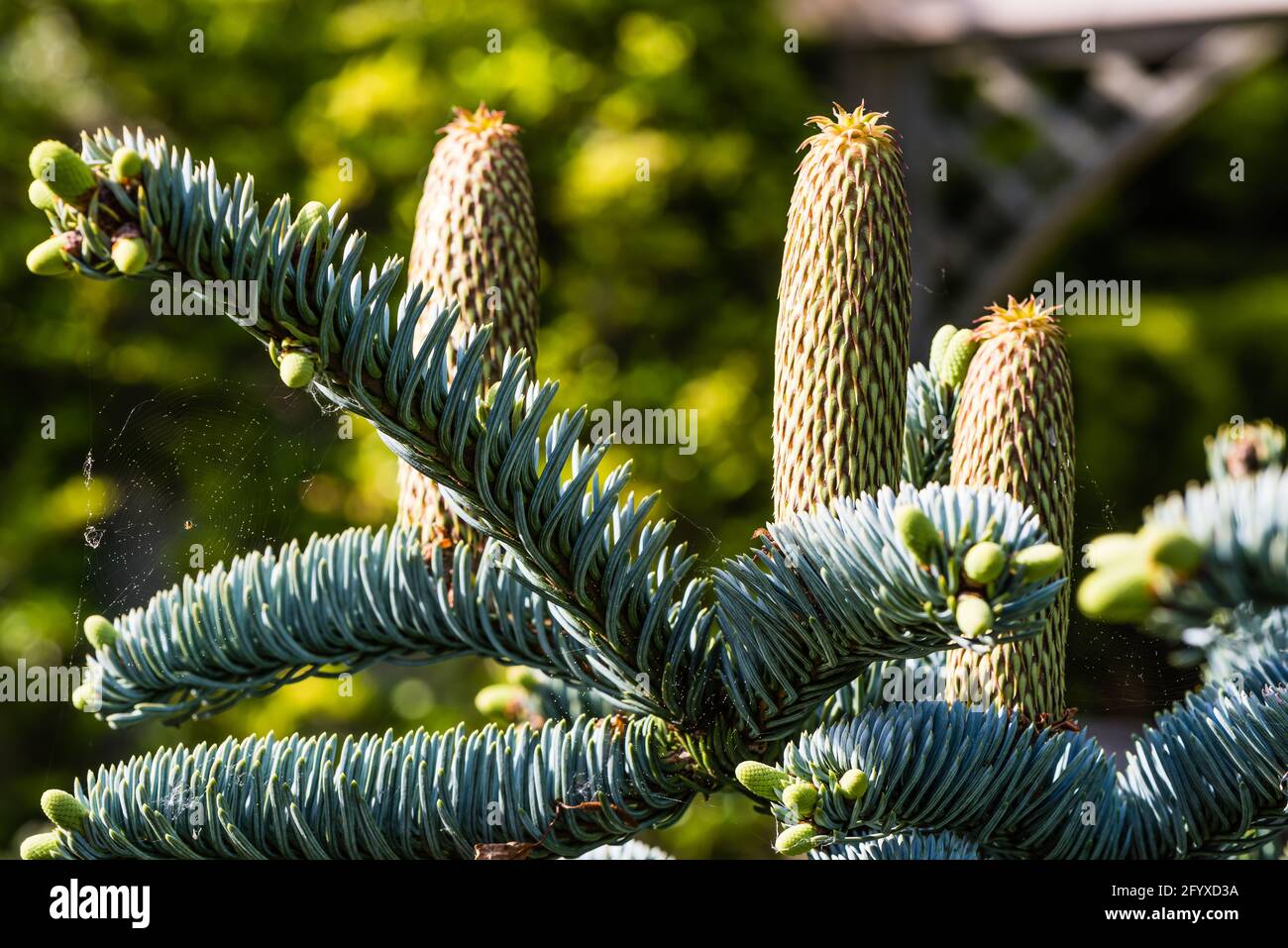 Abies Procera Glauca Prostrata with New Growth. Stock Photo