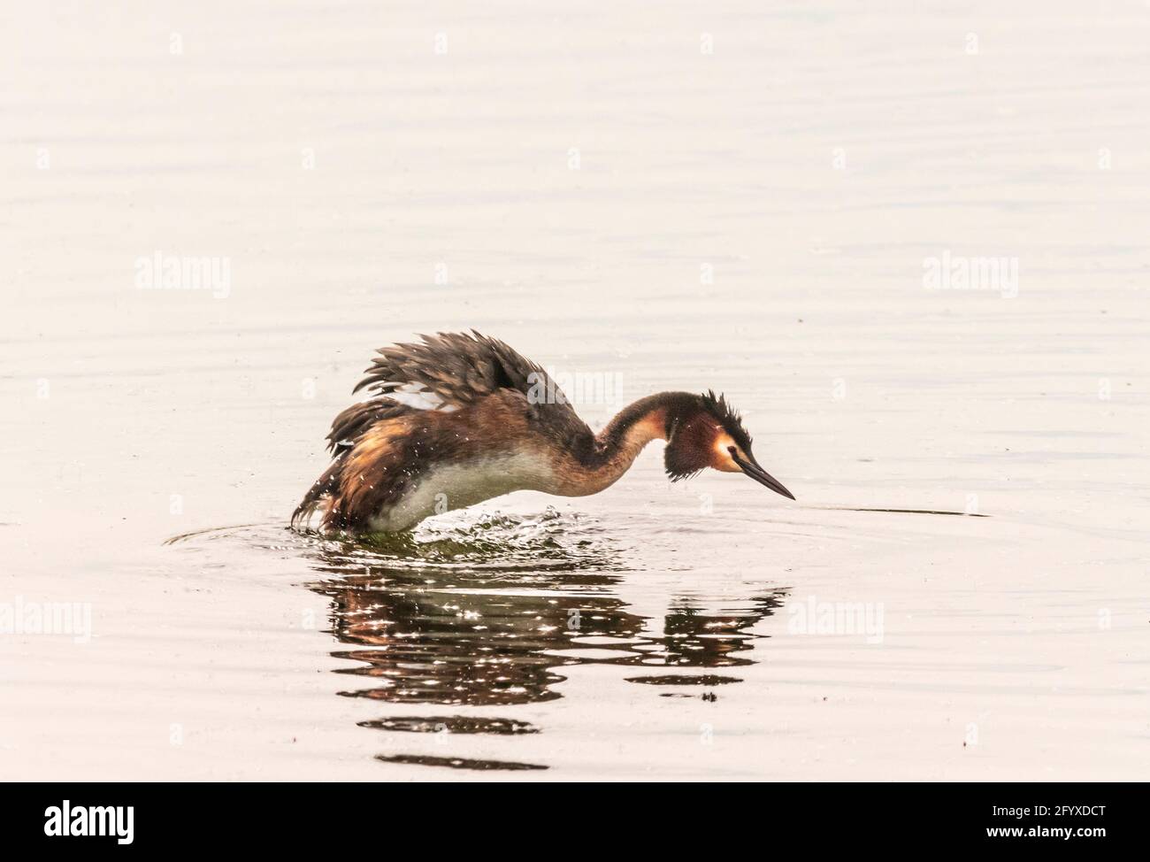 Nottingham 28 th May 2021::  Most photographed Crested grebes in England a breeding pair of Grebes have build the nest just feet away from the Richard Attenborough nature center , stunded onlookers watch from the center walk way.  : Clifford Norton Alamy Stock Photo