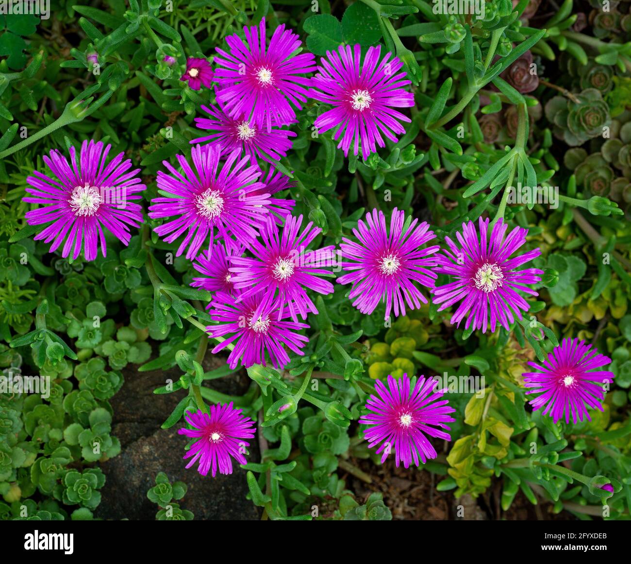 Flowers of sea fig (Carpobrotus acinaciformis) in a succulent garden in central Virginia in spring. Stock Photo