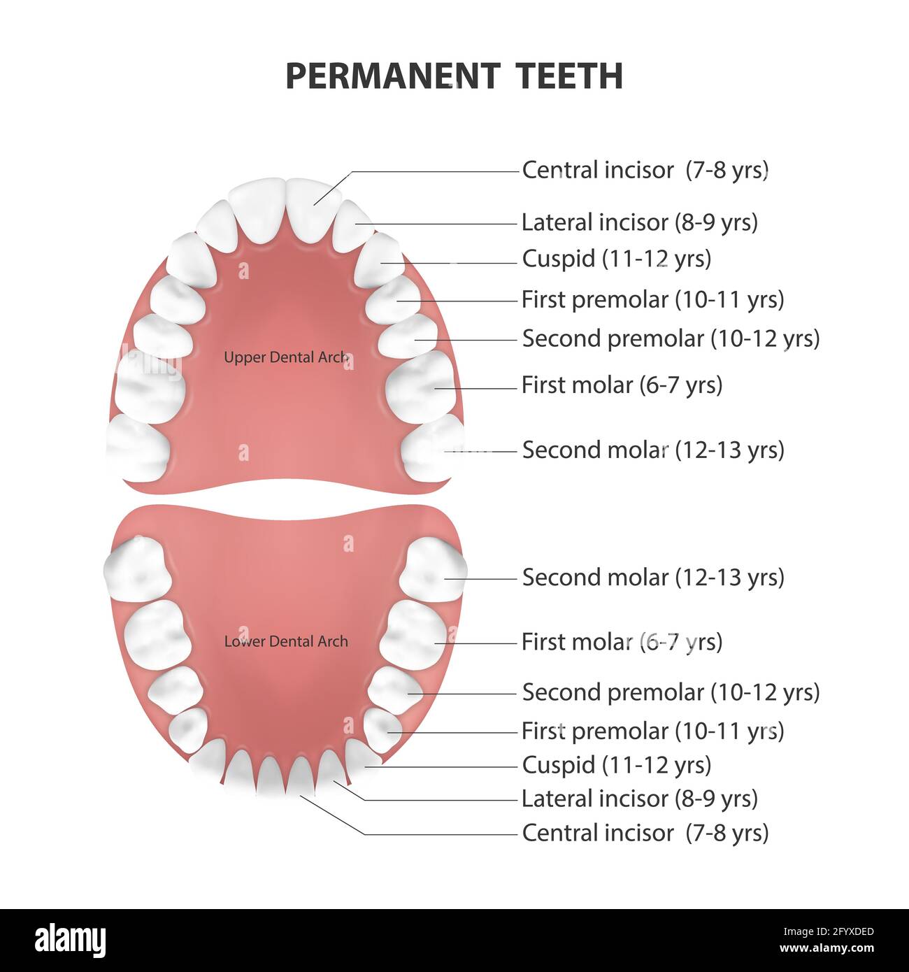 Permanent dentition Stock Vector Images Alamy