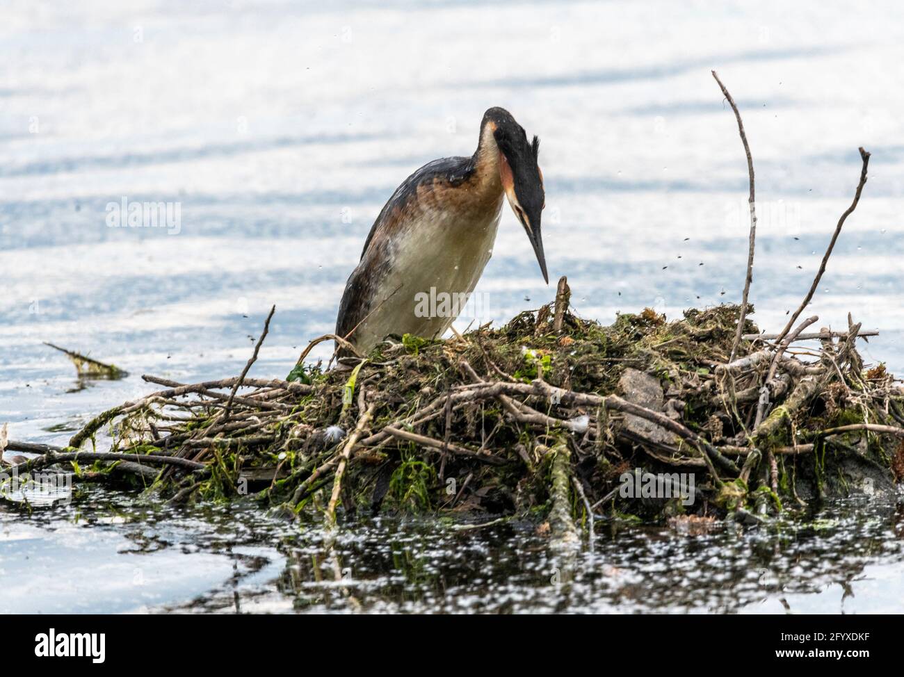 Nottingham 28 th May 2021::  Most photographed Crested grebes in England a breeding pair of Grebes have build the nest just feet away from the Richard Attenborough nature center , stunded onlookers watch from the center walk way.  : Clifford Norton Alamy Stock Photo